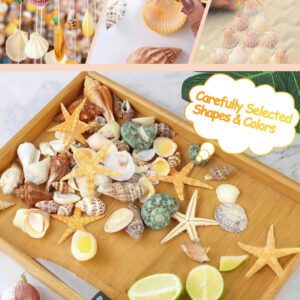 1000g/500g Natural Shell And Conch Decoration, Mixed Natural Seashells, Starfish And Scallops, Assorted Sizes, Beach Theme Party, DIY Crafts, Aquarium Decor, Home Decor, Wedding Decor (Small Size)