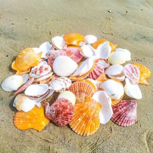 1 Pack (30g) Of Natural Multicolored Shell, Random Assortment - Suitable For Indoor Home Wall Decor, Aquarium Landscape, DIY Handicraft, Jewelry Making, Driftwood Bottle Materials Gifts Birthday Graduation